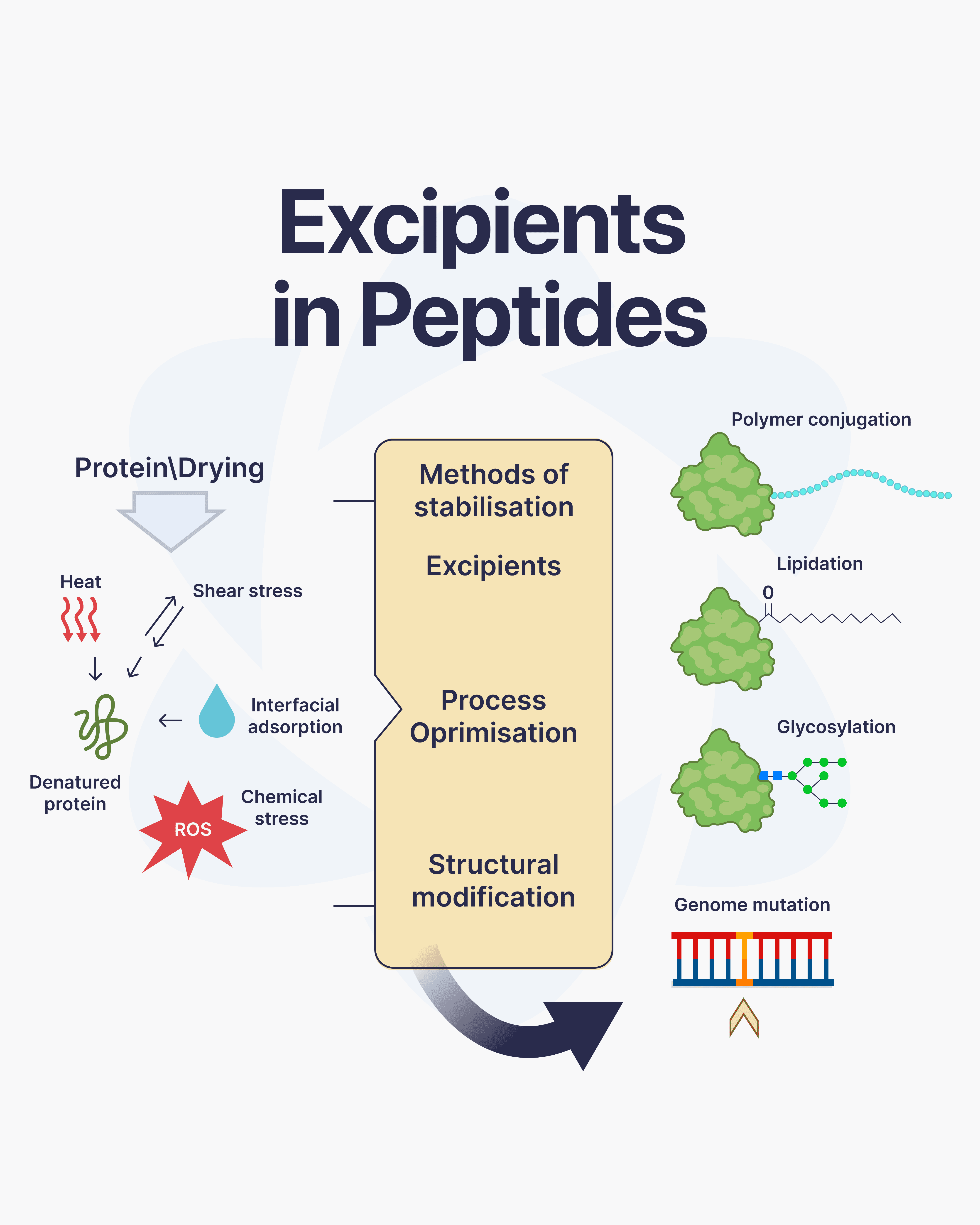 Direct Peptides — research peptide image
