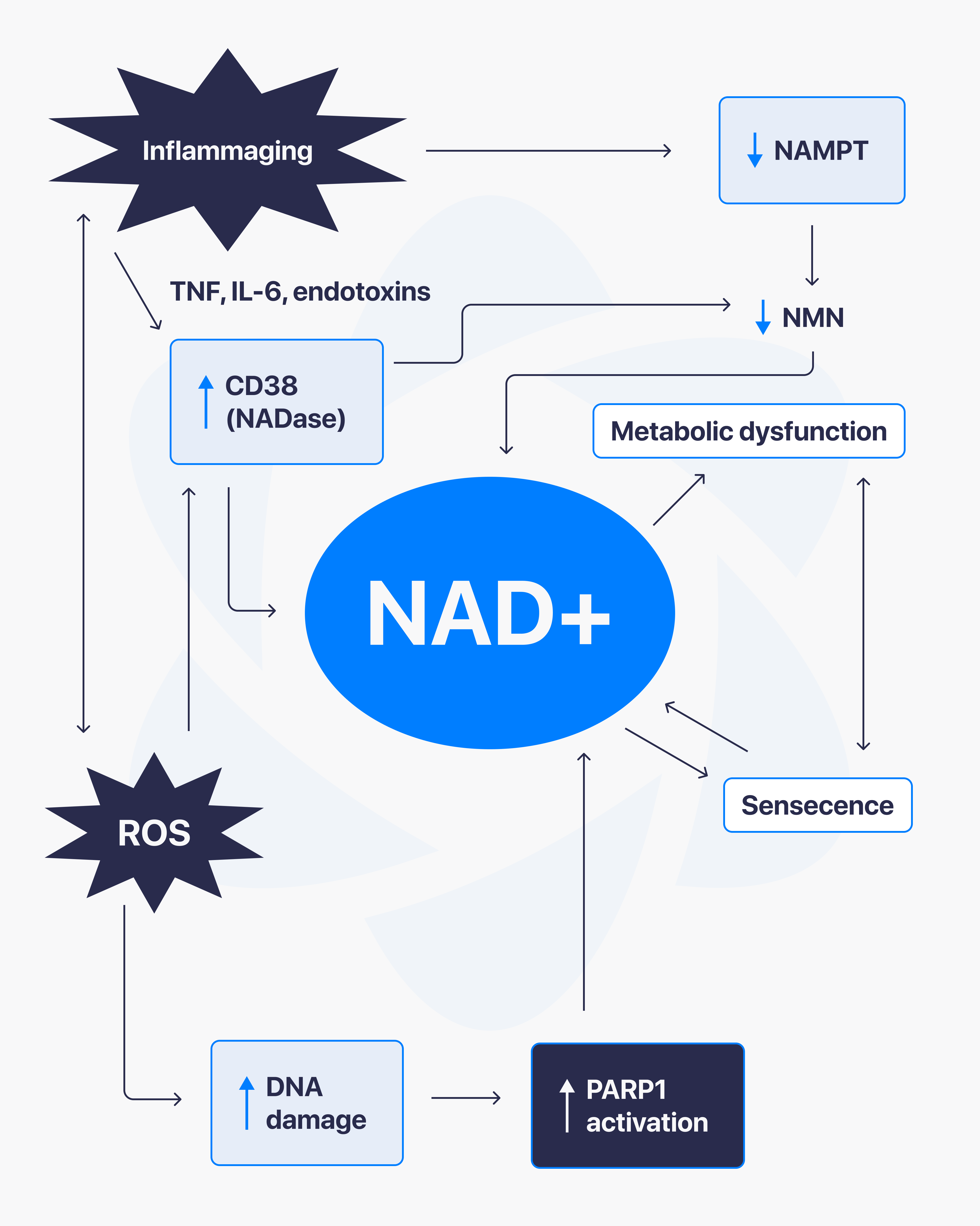 Direct Peptides — research peptide image