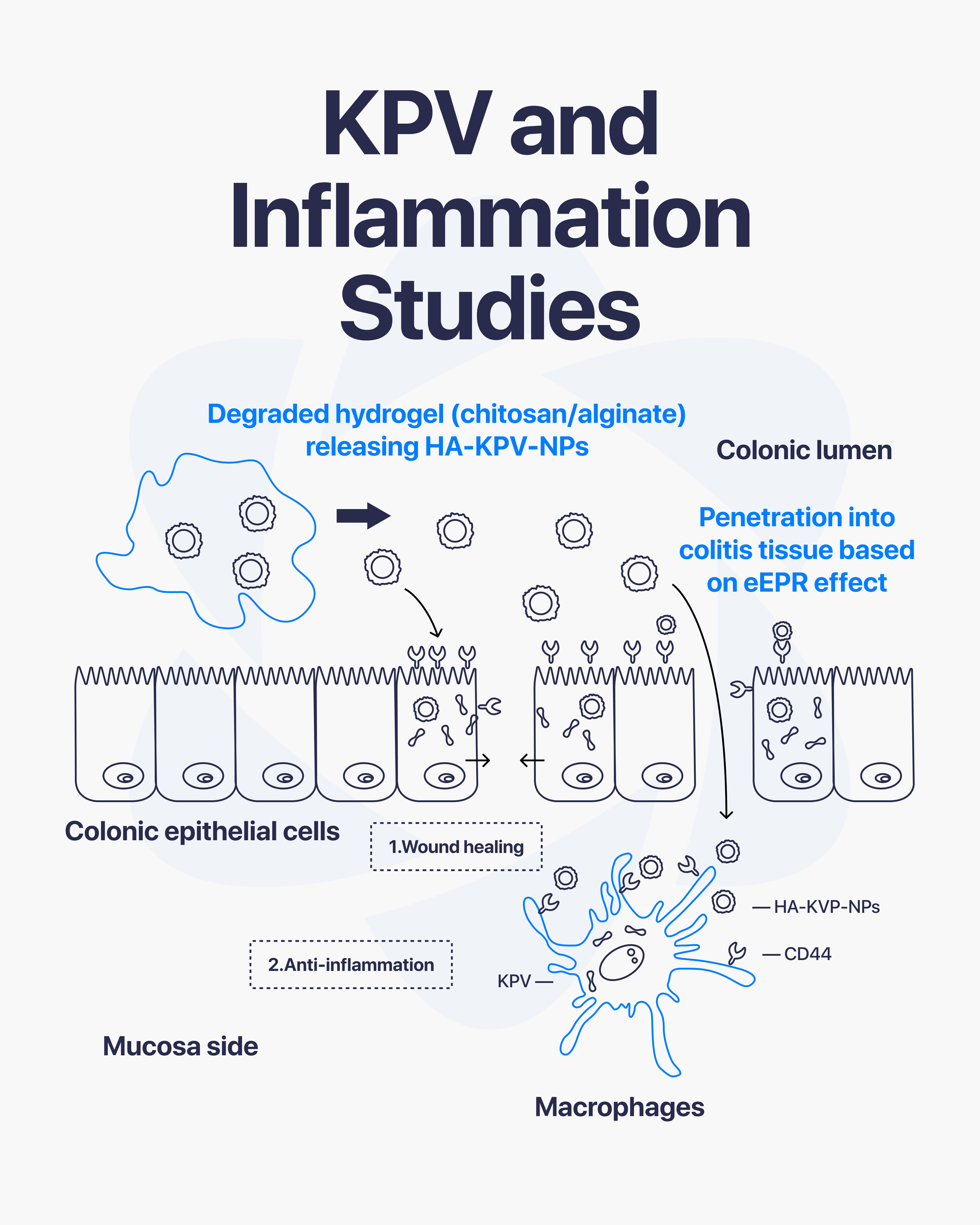 Direct Peptides — research peptide image
