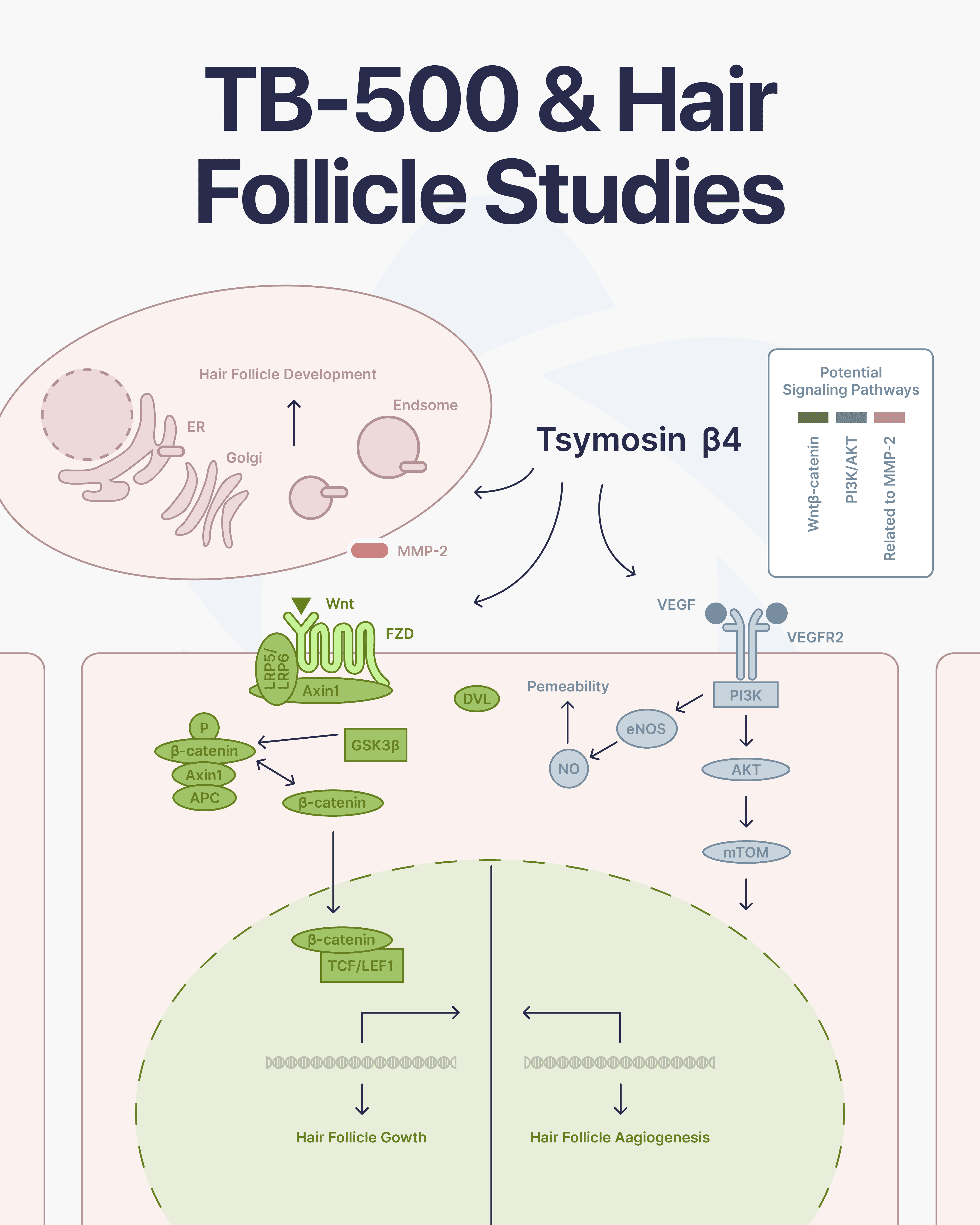 Direct Peptides — research peptide image